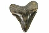 Serrated, Fossil Megalodon Tooth - Beautiful Tooth #107279-2